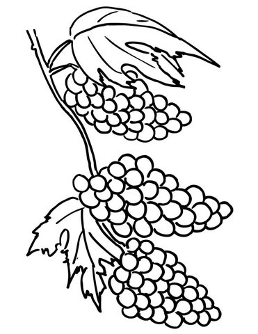 Grapes Clusters  Coloring Page